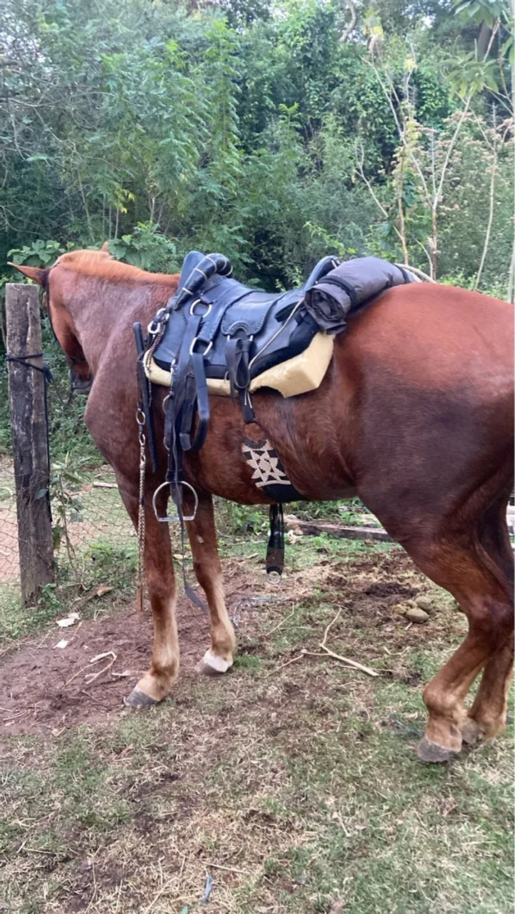 Cavalo alazão grande e bem marchador