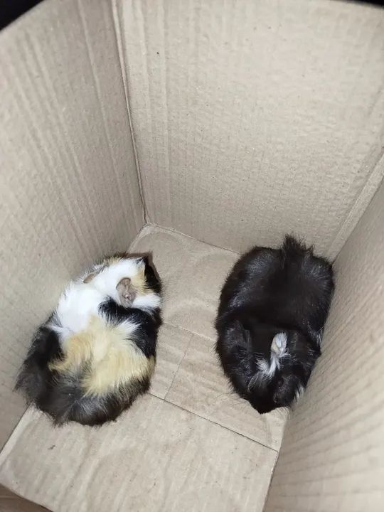 Vende-se porquinho da índia 100 cada