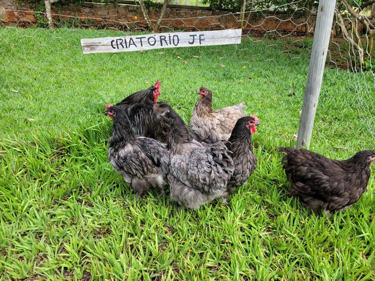 Galinhas Caipiras - Criatório JF - Foto 5