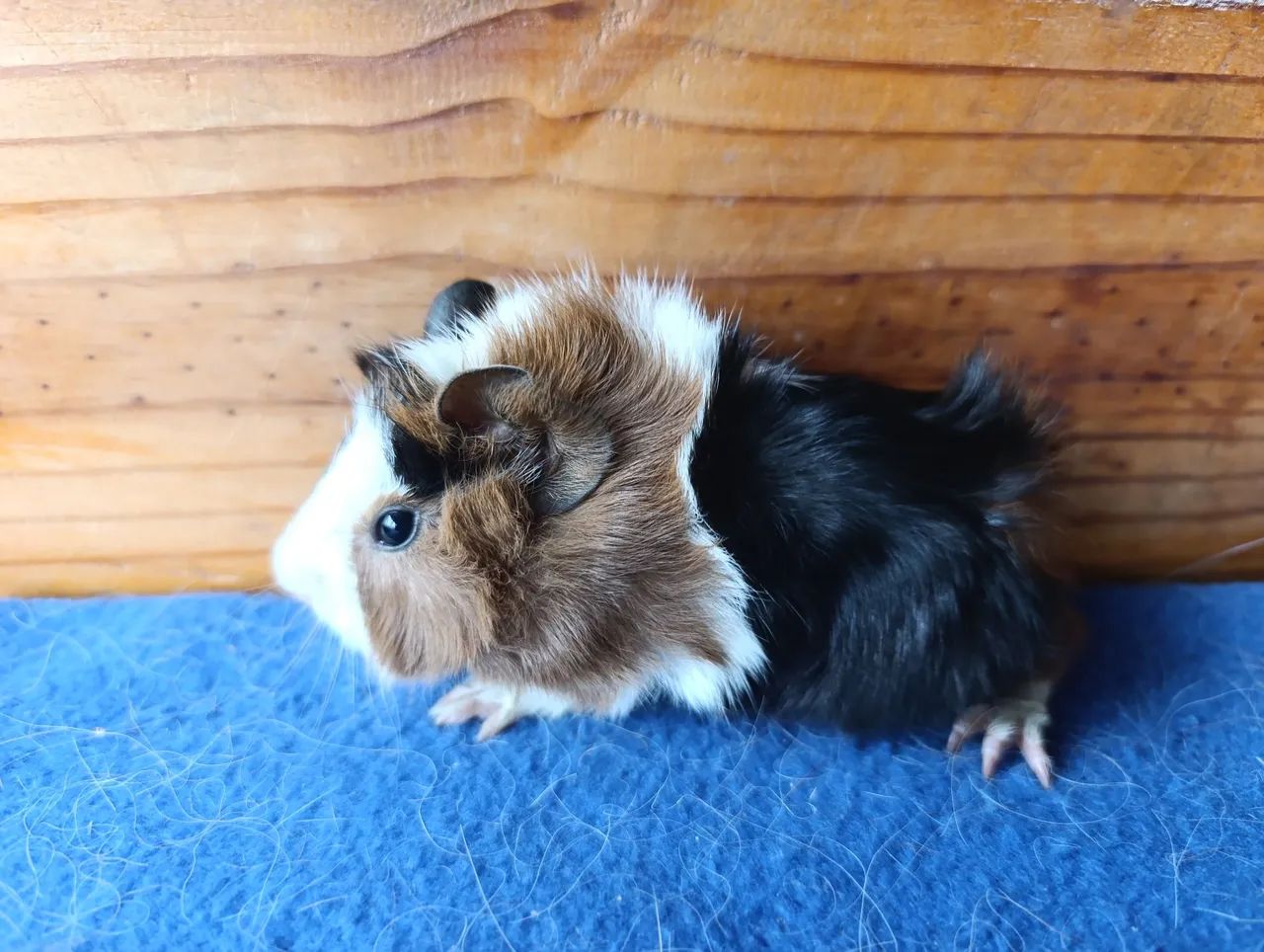 Porquinhos da Índia!  - Foto 4