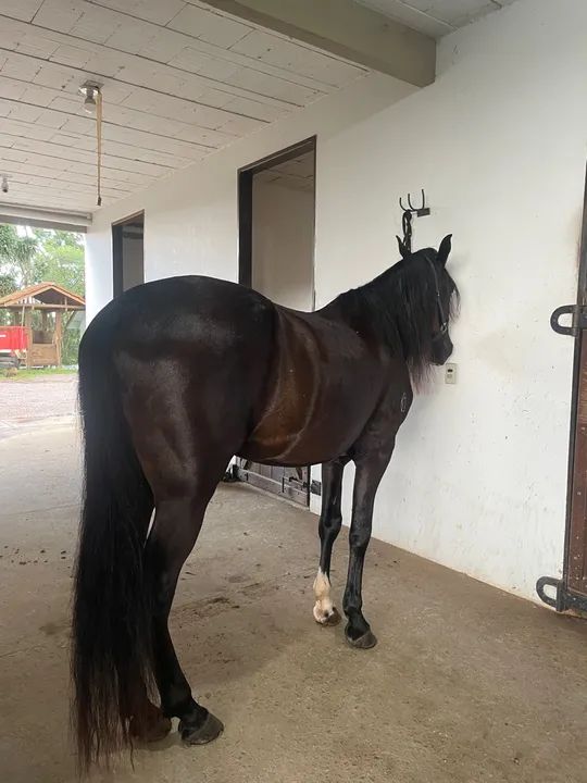 Cavalo MM Pra negócio 