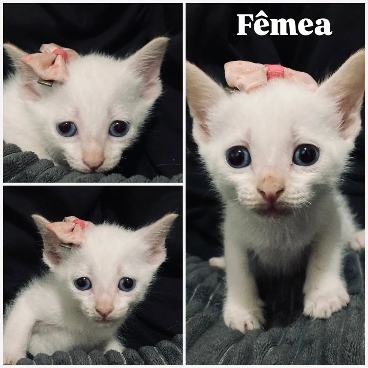 DOAÇÃO DE GATINHOS - Foto 3