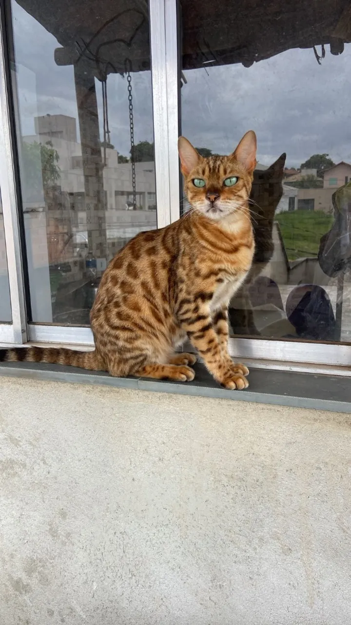 Lindos filhotes de gato bengal disponível