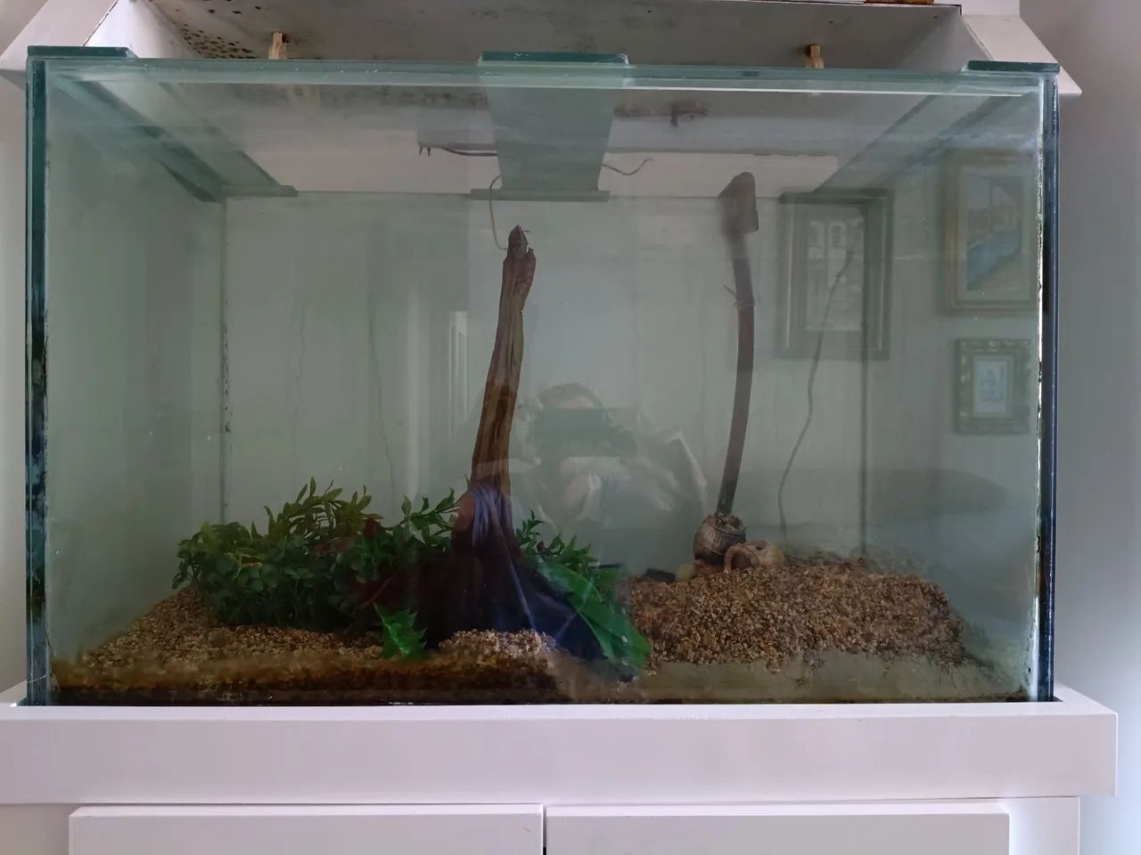 Aquário  160L (80x50x40)  ótimo estado com móvel  - Foto 4