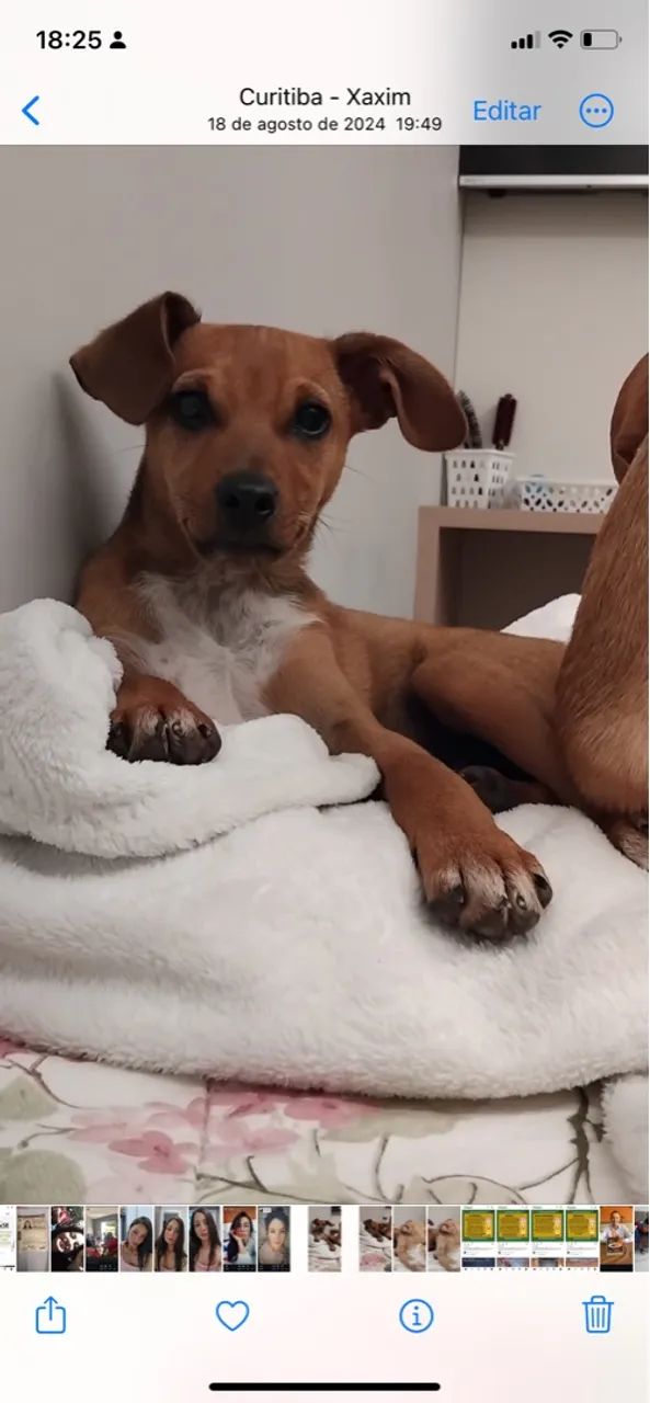 Filhote de Cachorro Carinhoso