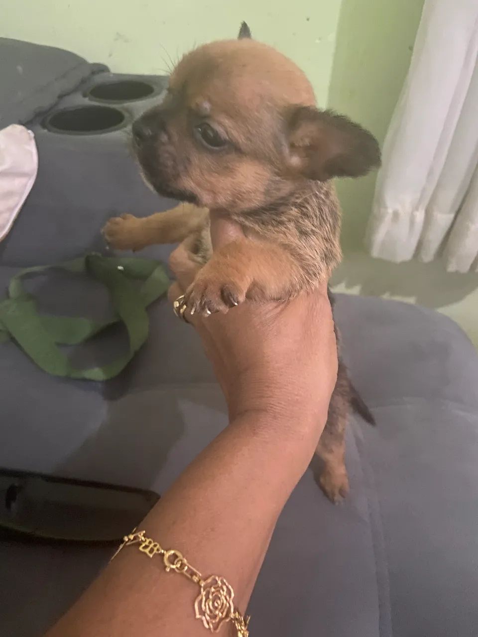 Chihuahua fêmea  - Foto 3