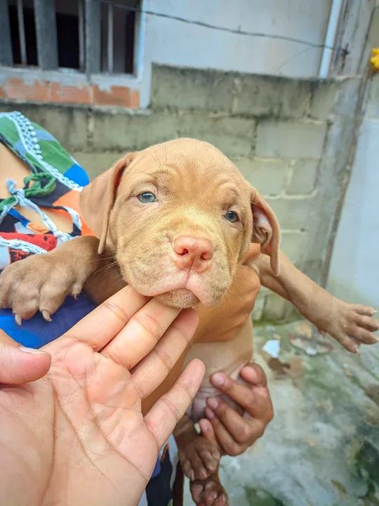 PITMONSTER REDNOSE - Foto 2