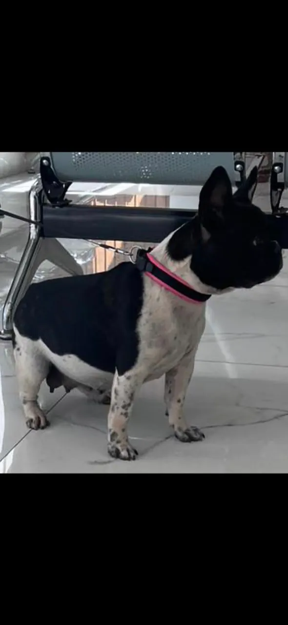 Bulldog Francês - Filhote Disponíve