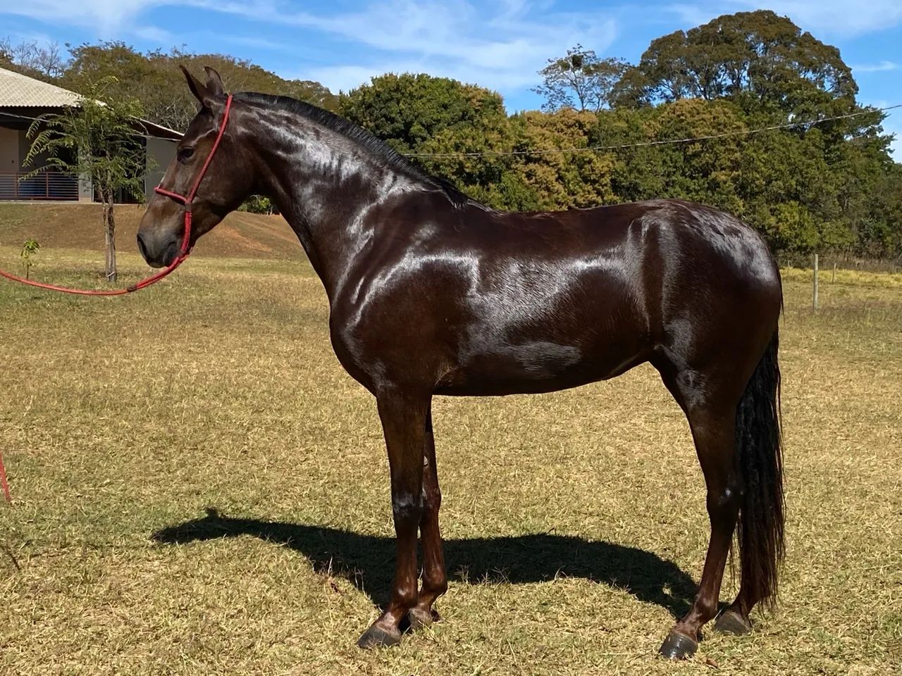 Potra Marcha Picada sem registro  - Foto 5