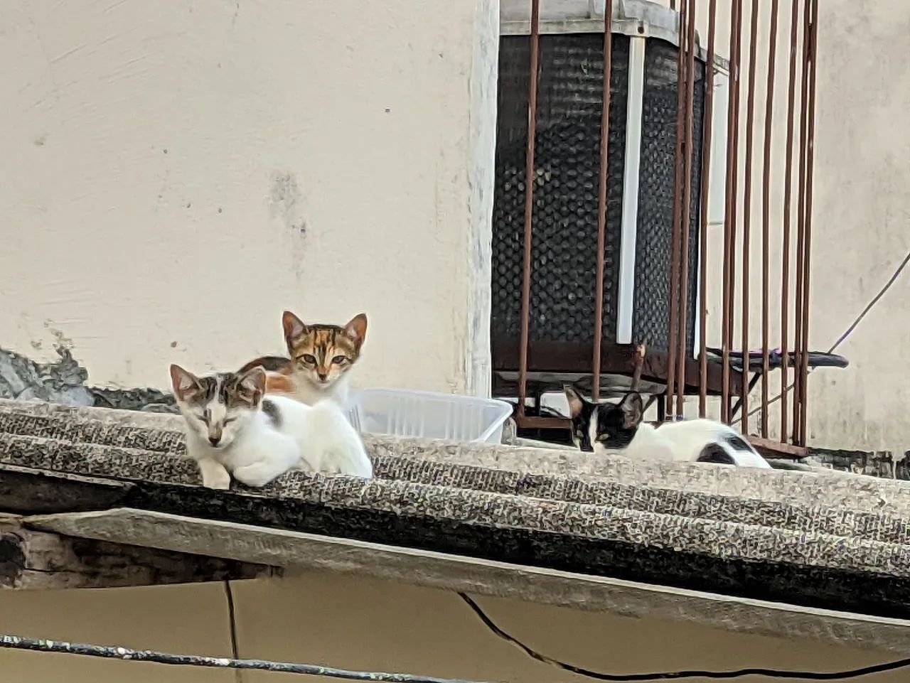 Gatinhos para Adoção - Foto 3