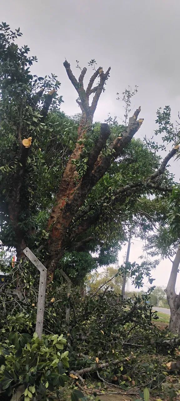 Poldagem de árvores e limpeza em geral...... - Foto 4
