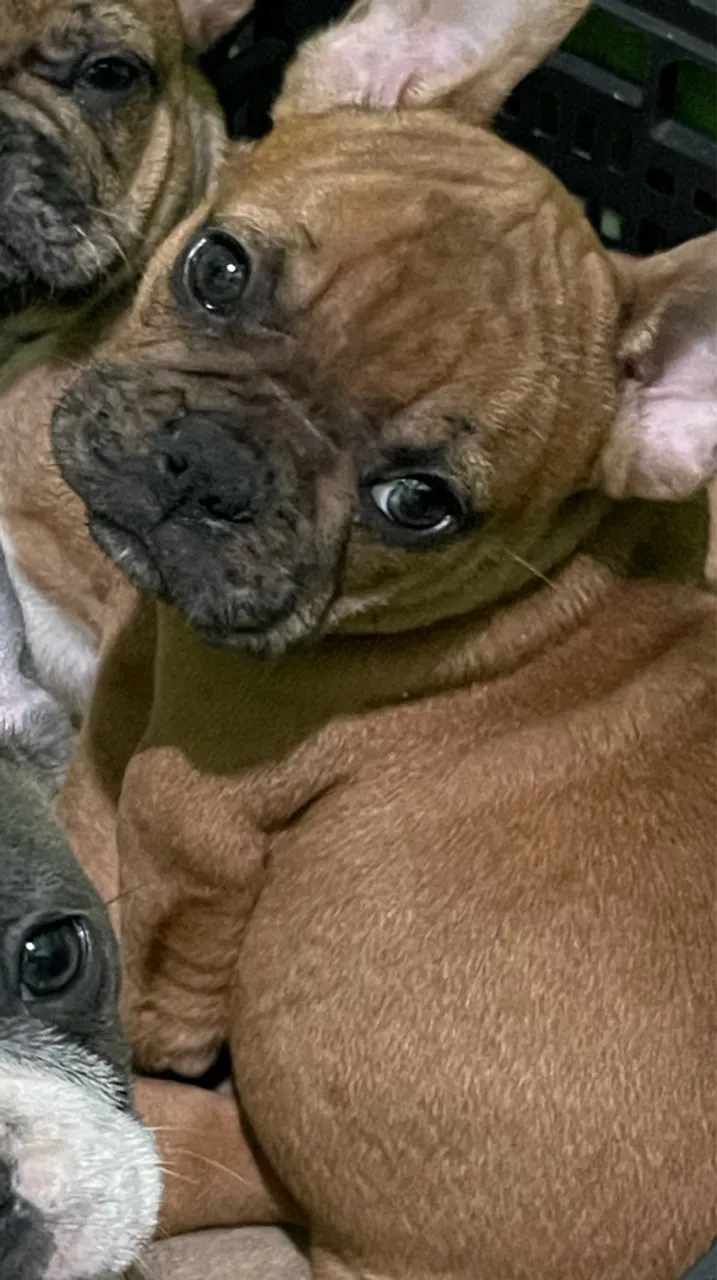 Último filhote de Bulldog Francês LER anúncio.