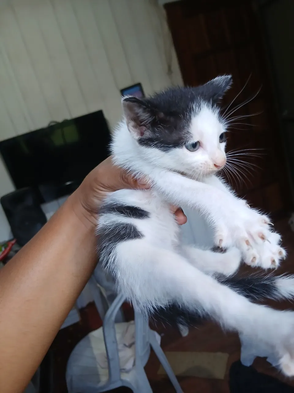 Gatinho filhote para adoção