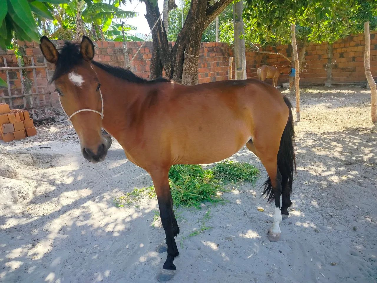 Vende-se uma égua com 2anos de idade  - Foto 3