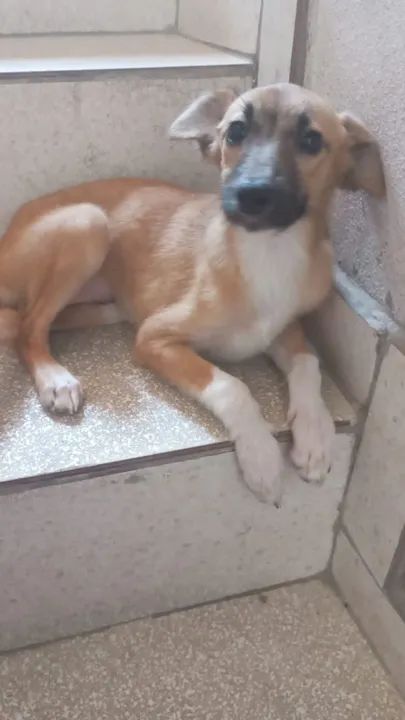  Adoção dessa linda Cachorrinha