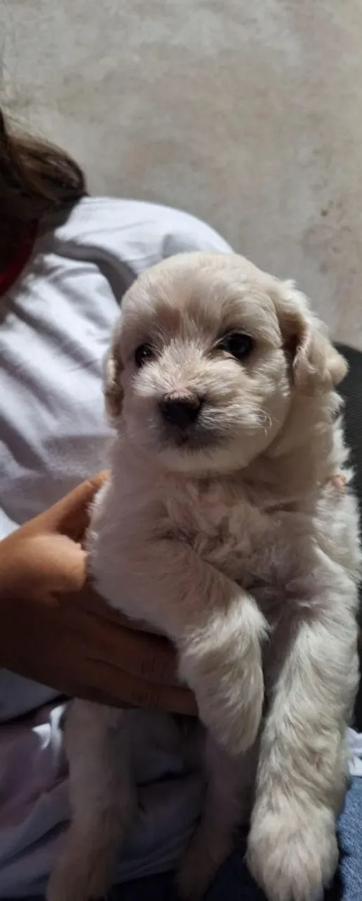 Poodle