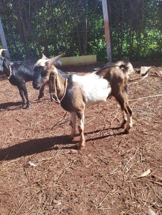 Vendo bode reprodutor  - Foto 2