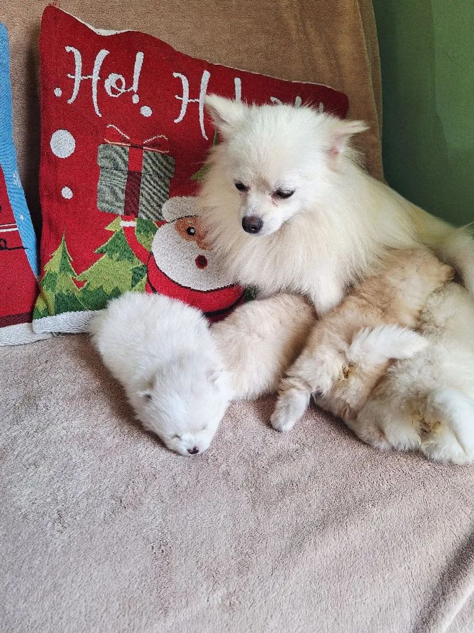 Isptz machinho  - Foto 2