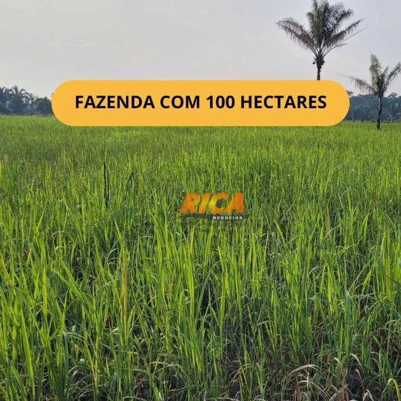 Vende-se uma Excelente Fazenda com 100 Hectares, a apenas 11 km de Porto Velho/RO