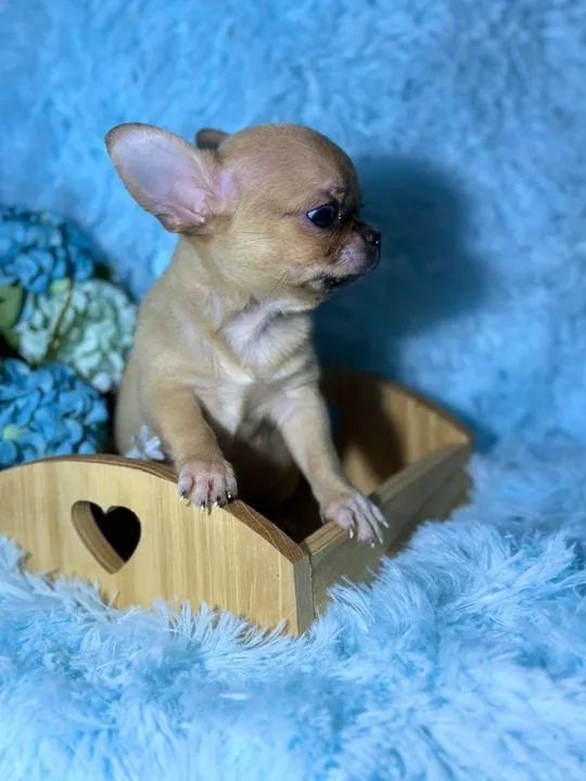 Chihuahua filhote disponível pêlo curto exemplar da raça - Foto 3