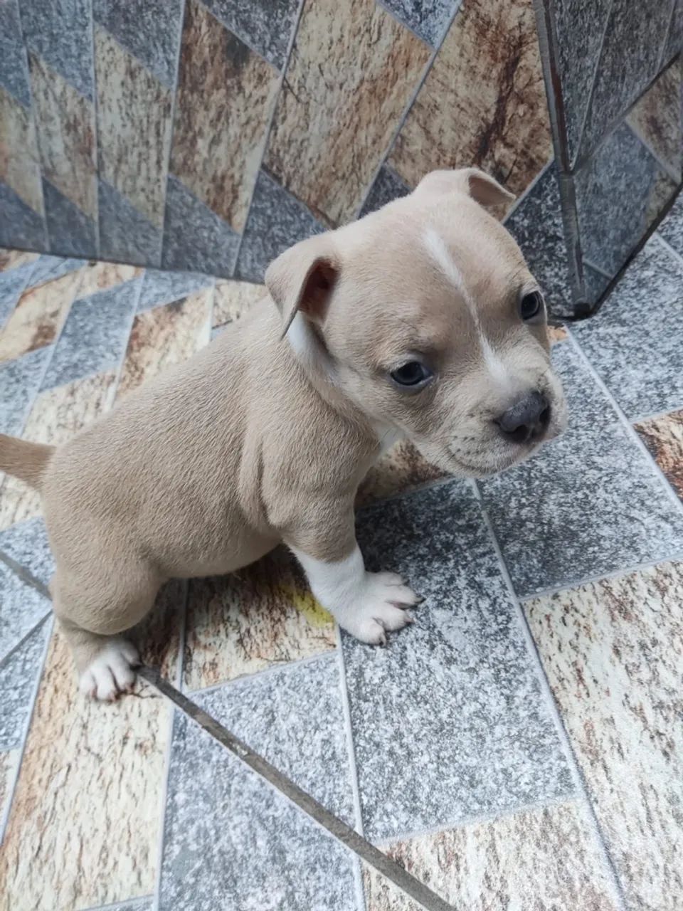 American bully - Foto 4