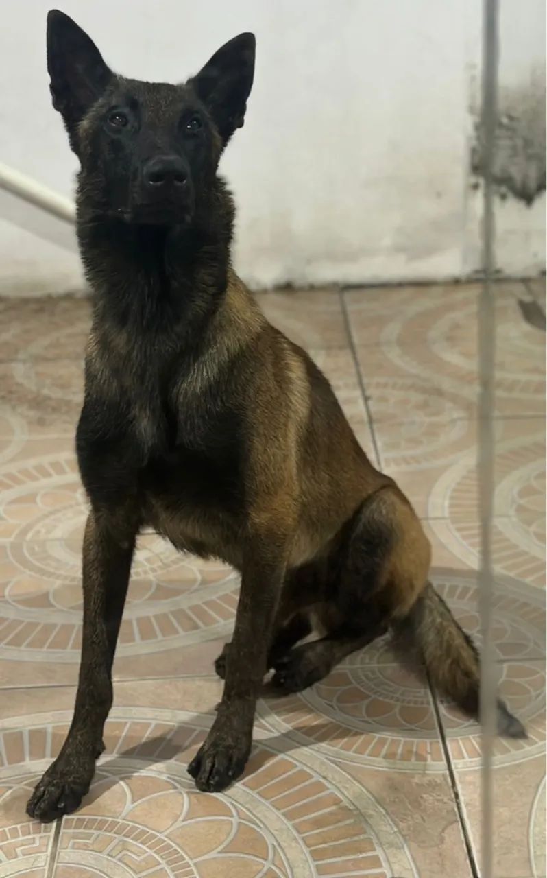 Pastor Belga Malinois  - Foto 5