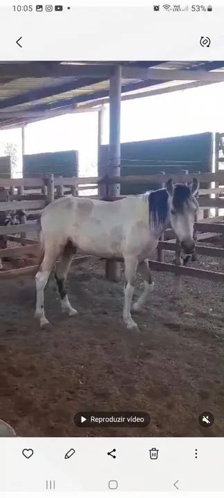 Potro Mangalarga Marchador