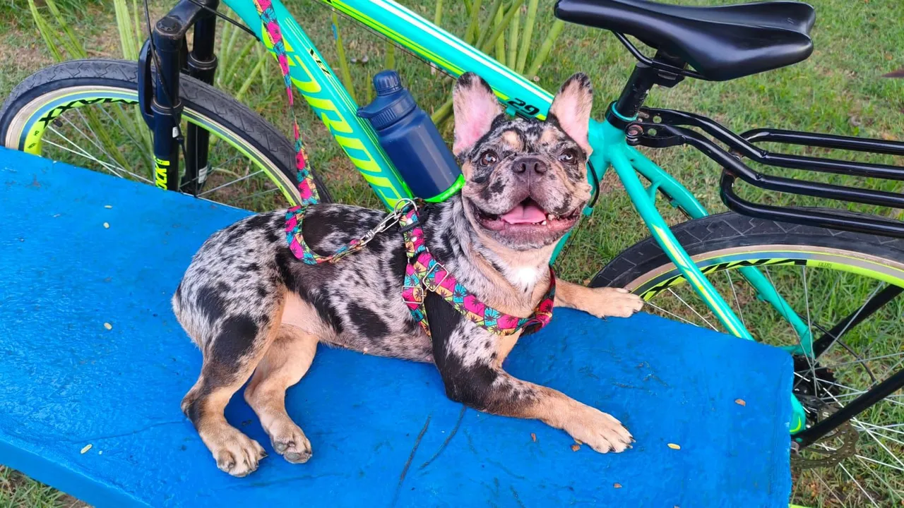 Filhote de Bulldog Francês Exótico
