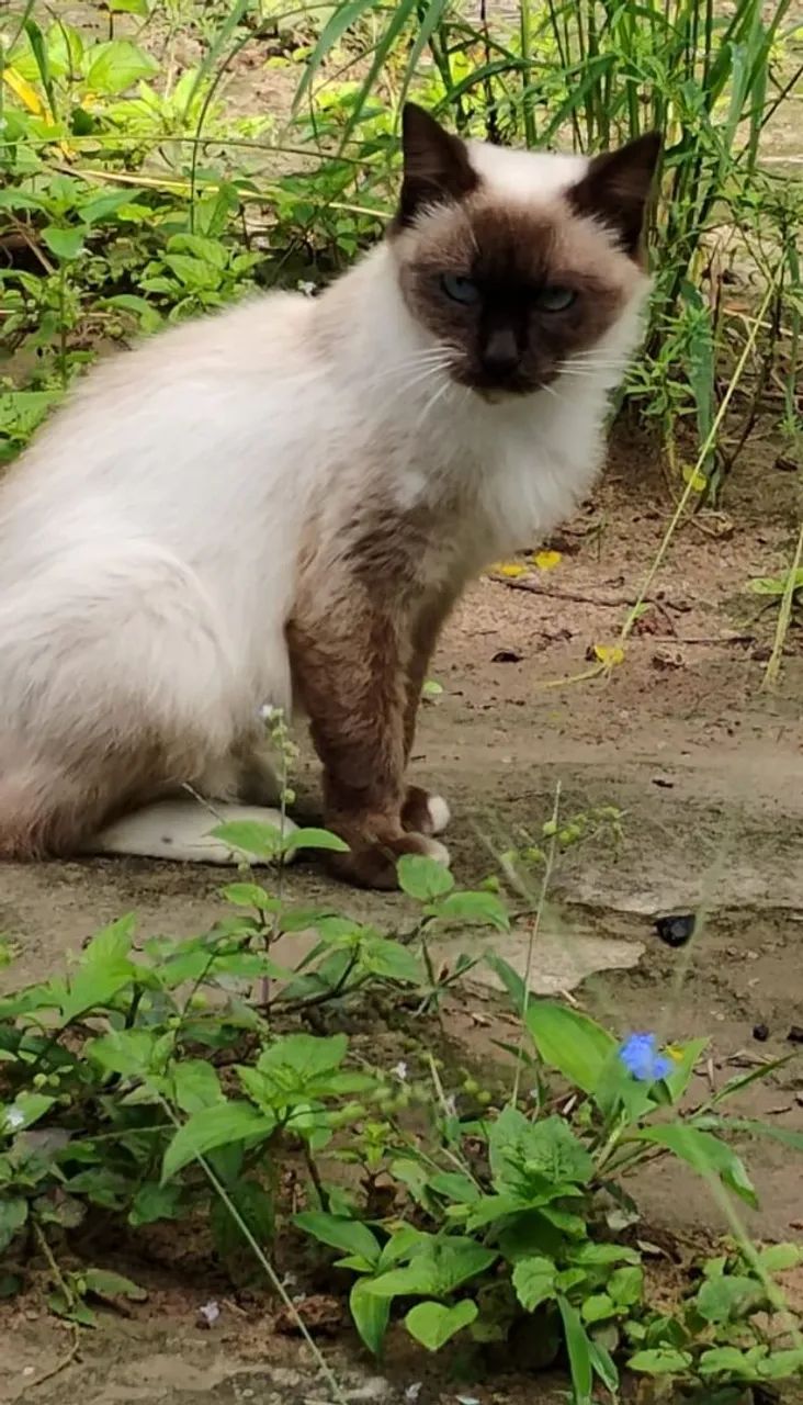 Gata Siamesa - Foto 3