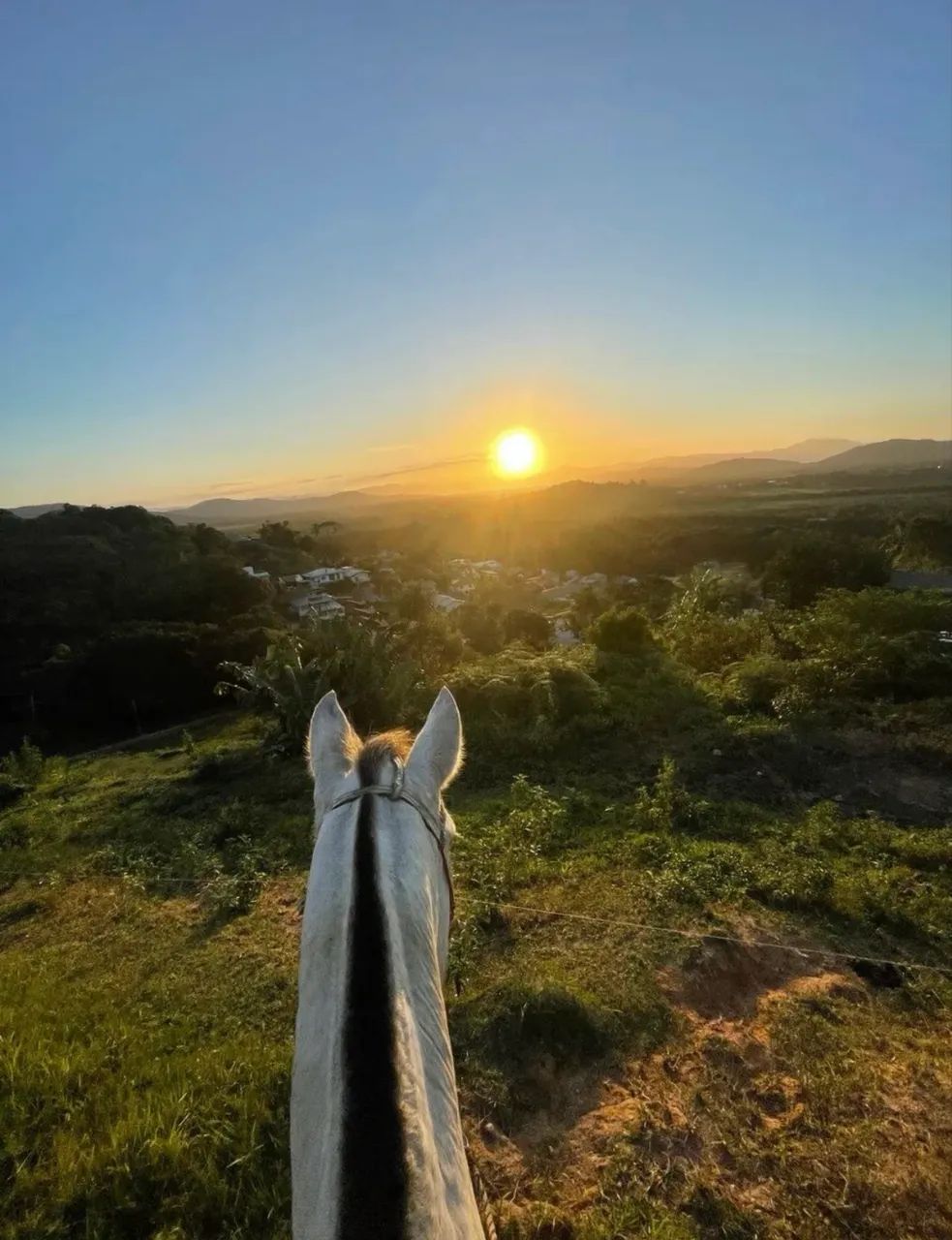 CAVALO CRIOULO - OPORTUNIDADE! - Foto 2