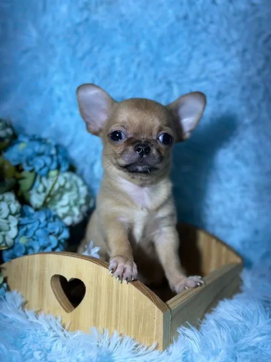 Chihuahua filhote disponível pêlo curto exemplar da raça