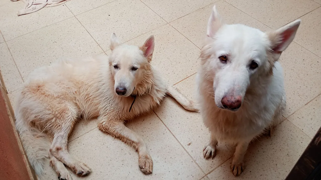 Lindos cães da raça Pastor Suíço