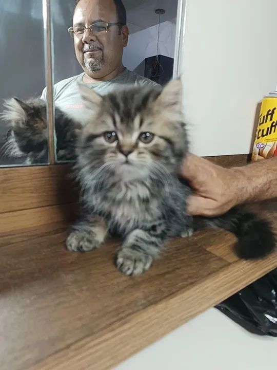 Gatinho Persa lindo e fofinho