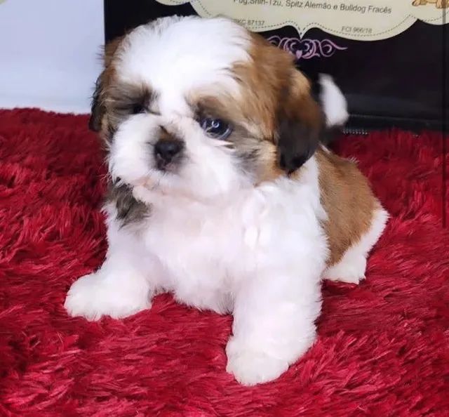 Filhotes de Shih Tzu | Ele vai animar qualquer rotina.