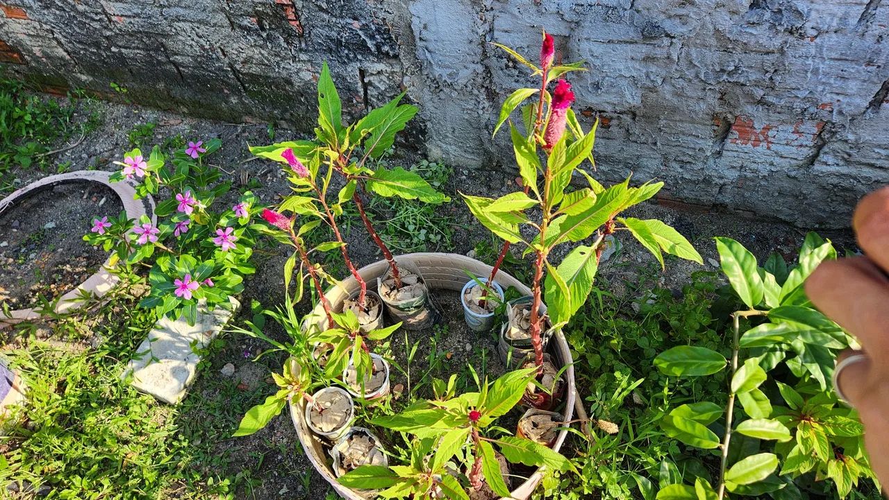 Mudas de Crista de Galo  - Foto 6