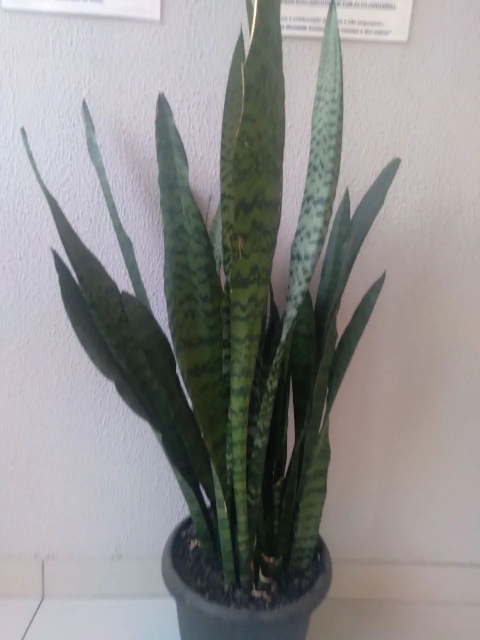 Planta espada de São Jorge  - Foto 4