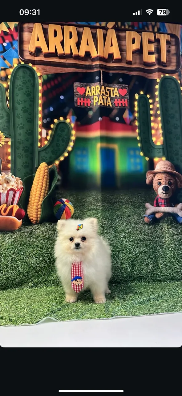 Cães