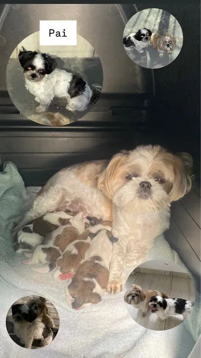 Filhotes Shih Tzu - Lindos e Carinhosos - Foto 3