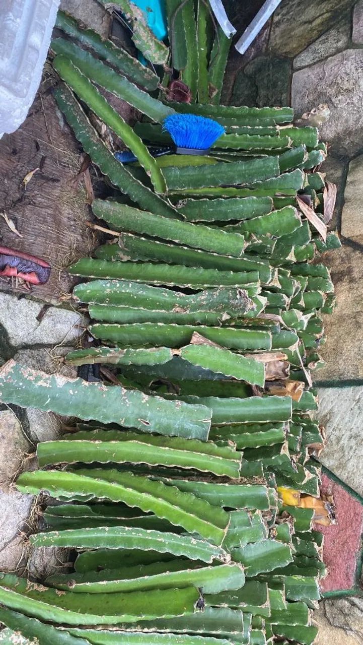 Mudais de pitaya - Foto 3