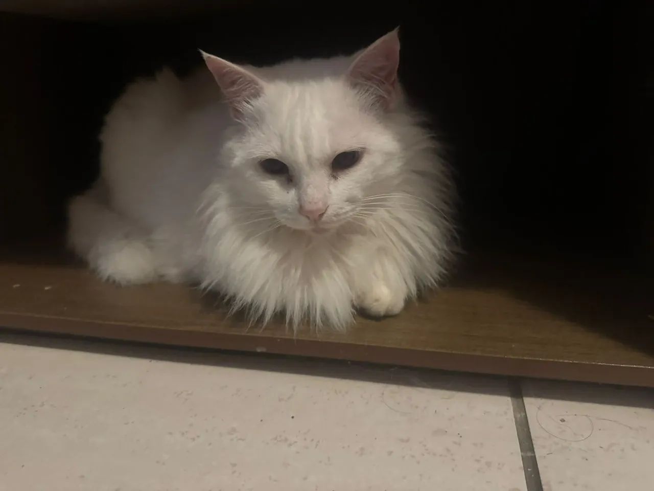 Doação de Gato