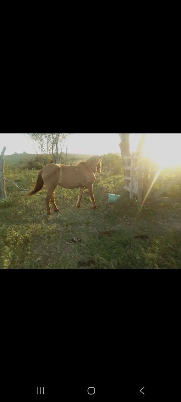 Equa a venda  - Foto 3