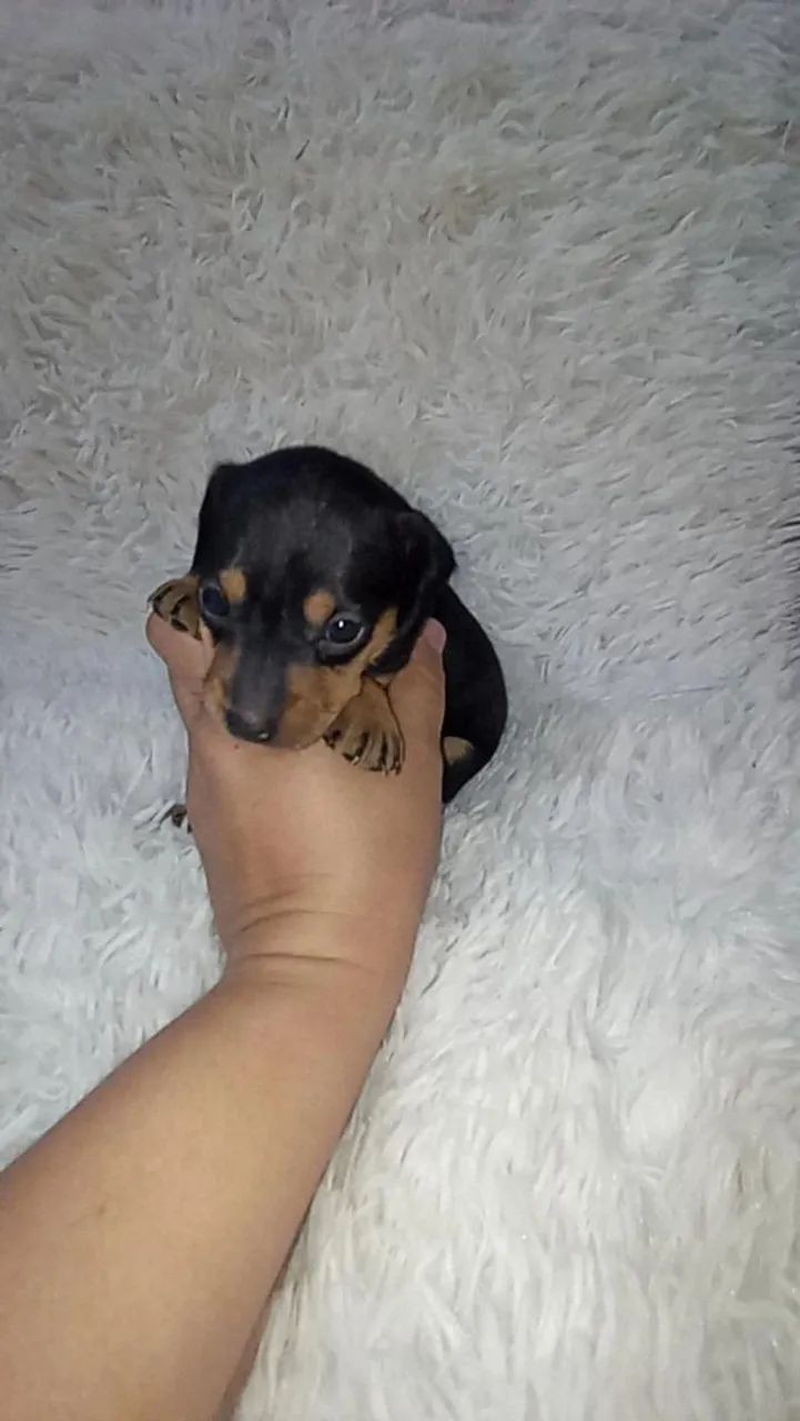 Pinscher miniatura macho  - Foto 3