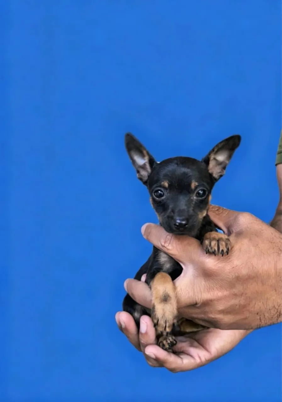 Pinscher 