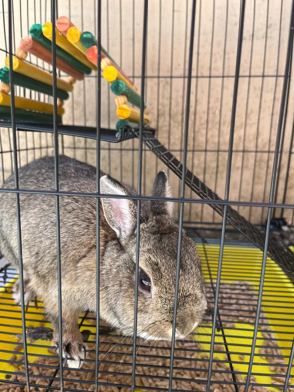 Coelho 