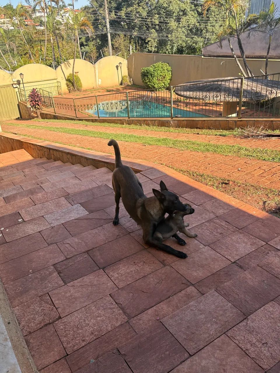 Filhotes disponíveis de Pastor Belga Malinois  - Foto 3