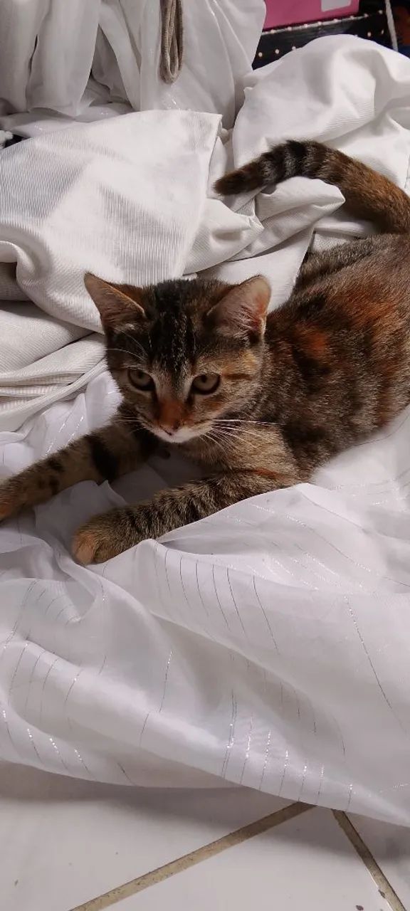  Doação Gato