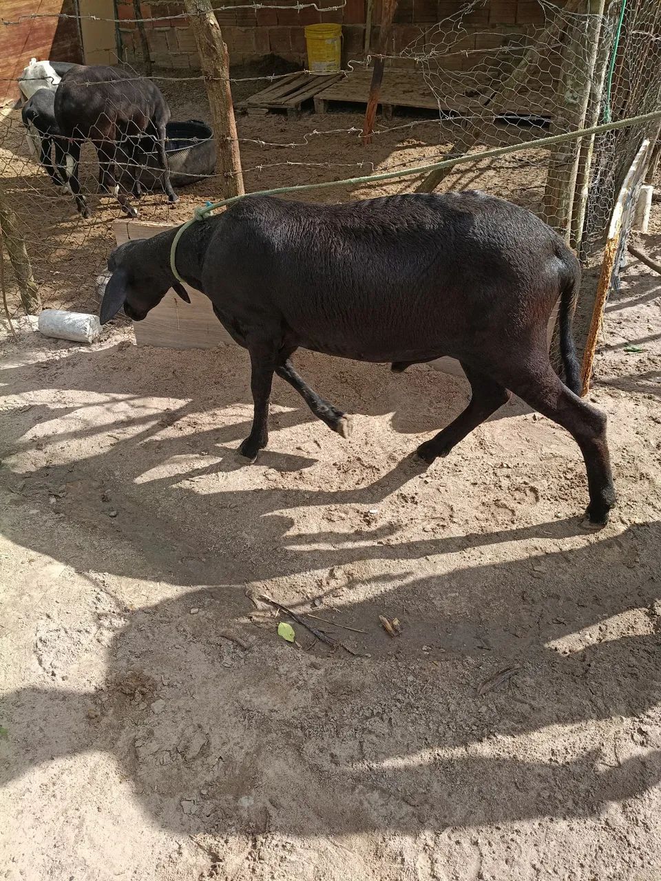 Carneiro  - Foto 3