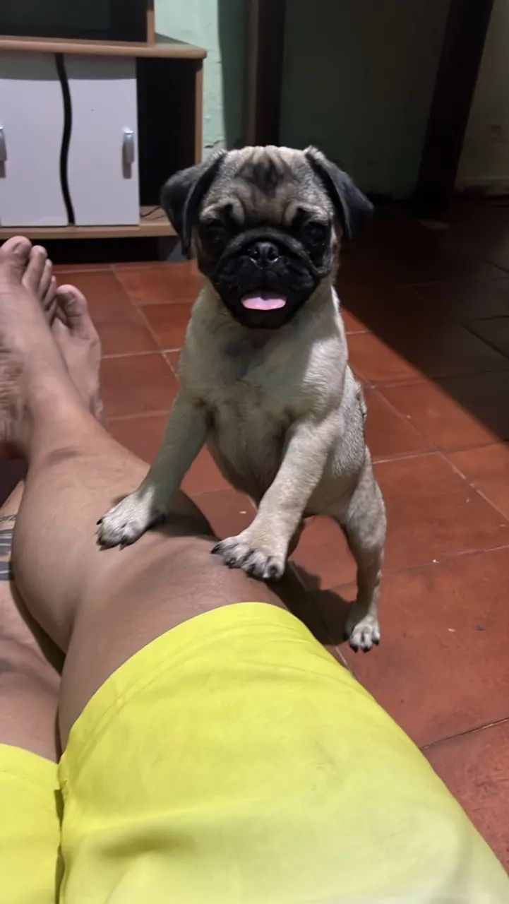 Pug