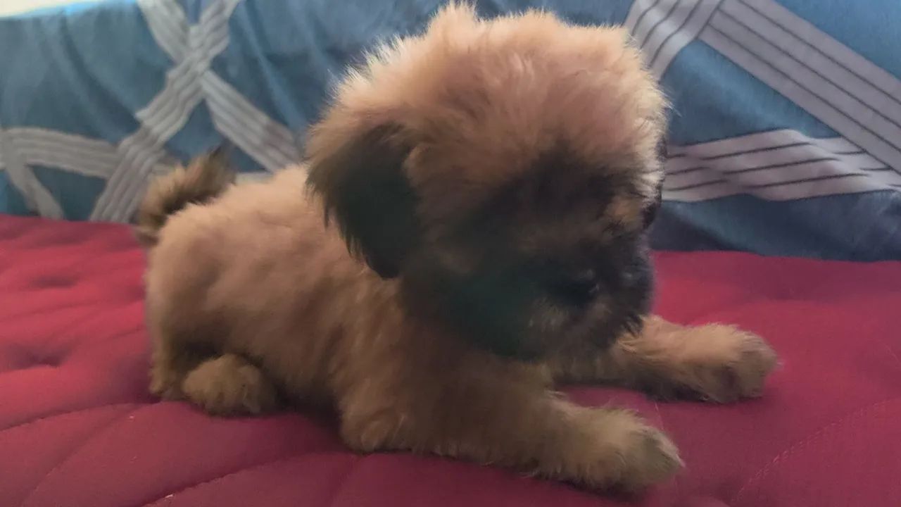 Cachorro  - Foto 2