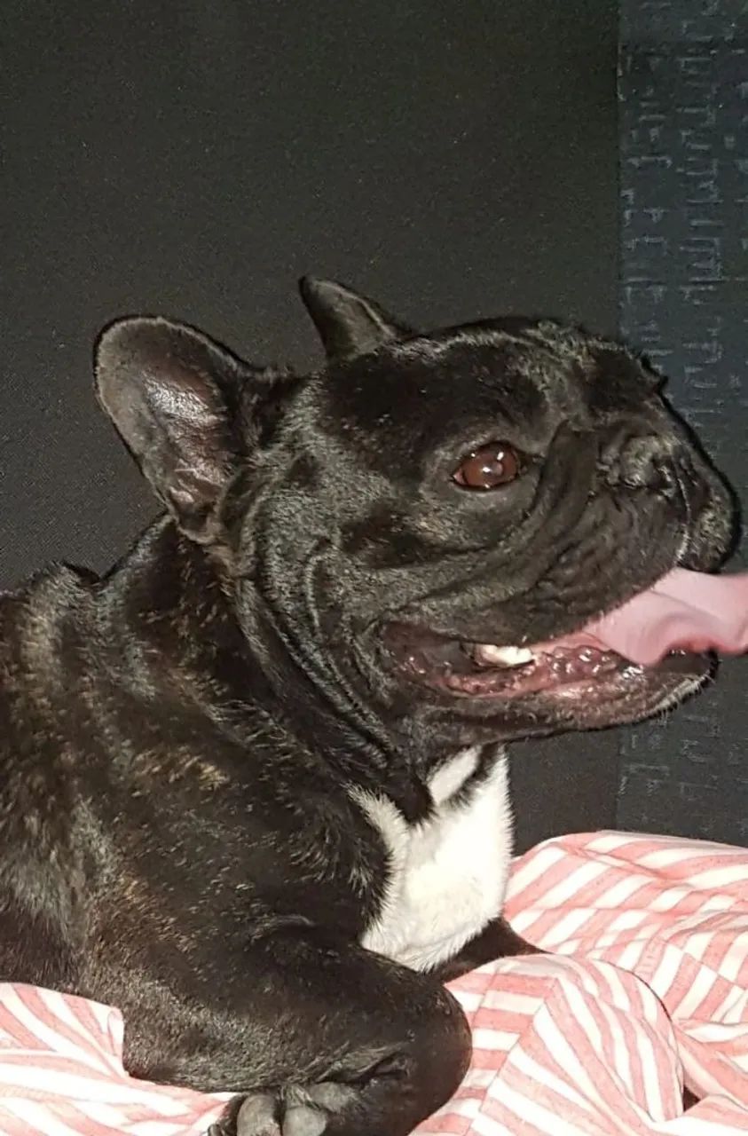 Bulldog Francês  - Foto 2